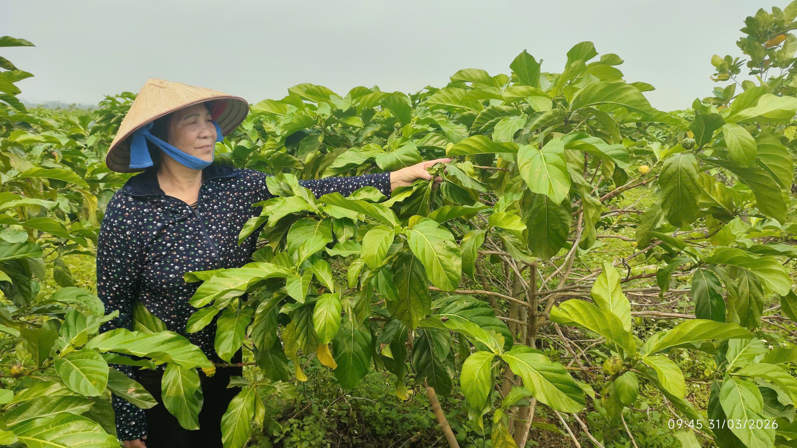 HTX Hán Thị tiếp tục hợp tác với các viện nghiên cứu và chuyên gia trong lĩnh vực nông nghiệp để tối ưu hóa quy trình trồng trọt và chế biến để nâng cao giá trị kinh tế cho loại dược liệu mới này.