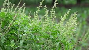 Tulsi có thể giúp giảm triglyceride và LDL-cholesterol ở mức độ nhất định khi sử dụng đều đặn.