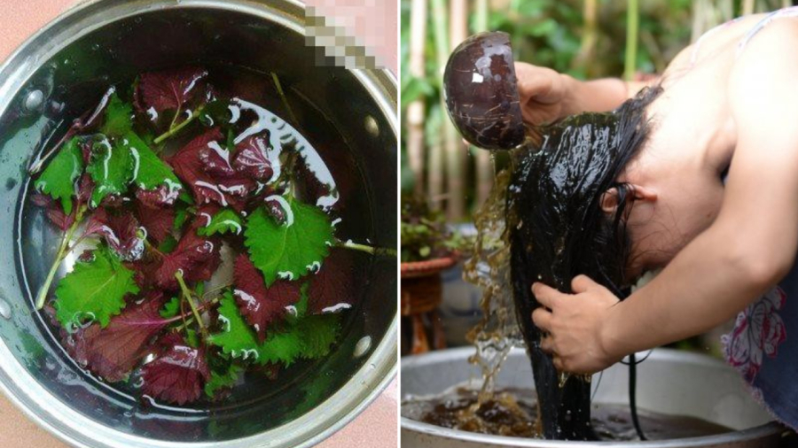 Gội đầu bằng nước lá tía tô nguyên chất là cách đơn giản giúp giảm rụng tóc
