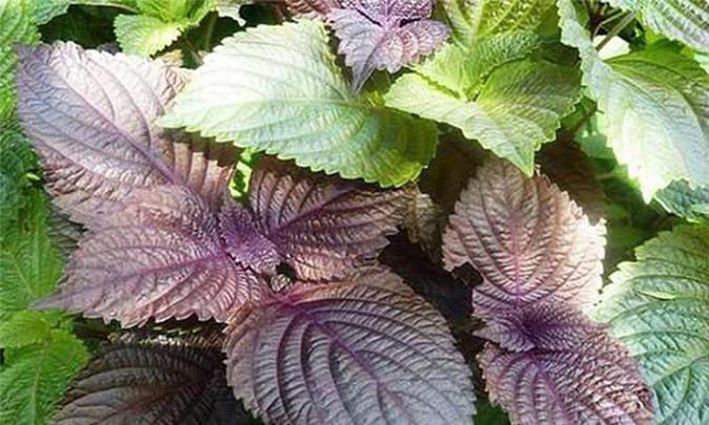 Lá tía tô chứa nhiều dưỡng chất có lợi cho mái tóc.