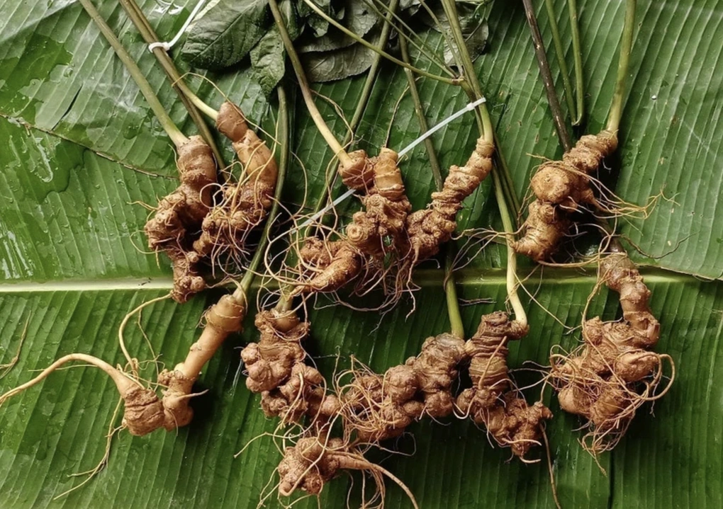 Sâm Lai Châu có nhiều tiềm năng lớn (Ảnh: Tùng Đinh).