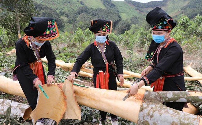 Thu hoạch quế ở Văn Yên (Báo Lào Cai điện tử)