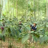 Quy định mới về trồng dược liệu trong rừng