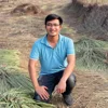 Khởi nghiệp tinh dầu bền vững - Người “chưng cất” khát vọng sinh kế trên những đồi thơm