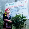 Dược liệu bản địa kết hợp làm du lịch: Hướng đi mới ở Lào Cai