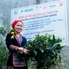Dược liệu bản địa kết hợp làm du lịch: Hướng đi mới ở Lào Cai