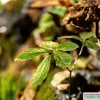 Sâm Ngọc Linh - Nâng tầm dược liệu quốc gia đến sản phẩm giá trị cao