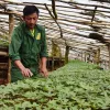 Vùng trồng dược liệu ở miền núi: Thực trạng sản xuất và những nút thắt cần gỡ