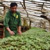 Vùng trồng dược liệu ở miền núi: Thực trạng sản xuất và những nút thắt cần gỡ