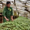 Vùng trồng dược liệu ở miền núi: Thực trạng sản xuất và những nút thắt cần gỡ