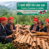 Phát triển cây quế: Tầm nhìn xa của người Dao Lào Cai