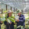 Định hình con đường dược liệu Việt: Tư duy chiến lược của Anh hùng Lao động Thái Hương