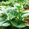 Cách dùng rau mồng tơi chữa lành da mụn trứng cá