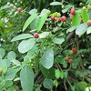 Những bài thuốc hay chữa bệnh từ lá cây phèn đen
