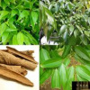 Quế Việt Nam: Khi một loại cây quen thuộc đứng trước cơ hội trở thành chiến lược quốc gia