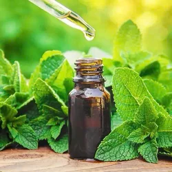 Tác dụng của tinh dầu bạc hà và các bước chưng cất đơn giản tại nhà