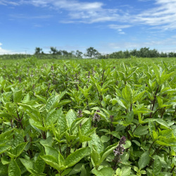 Chào năm mới 2026: Tinh dầu tự nhiên Việt Nam tiếp tục hành trình vươn tầm giá trị toàn cầu