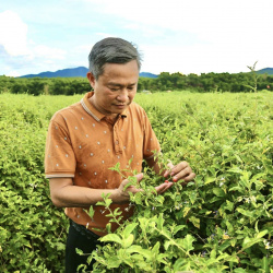 Trồng cây dược liệu – Hướng sinh kế bền vững cho bà con miền Tây Nghệ An