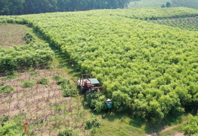 Trồng tràm để làm tinh dầu - mô hình mới nhiều triển vọng tại Hà Tĩnh