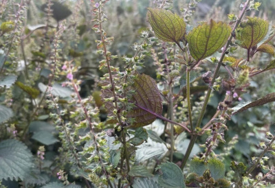 Mô phân sinh – Nền tảng sinh học cho ứng dụng công nghệ mới trong sản xuất tinh dầu tự nhiên