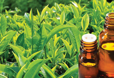 Tinh dầu trà xanh - Hương dịu của thiên nhiên trong lối sống cân bằng