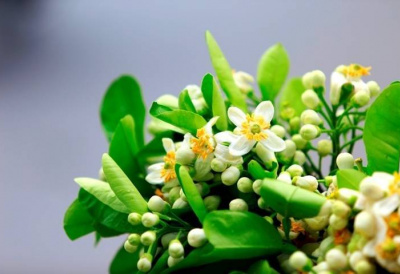 Tháng Ba mùa hoa bưởi: Thơm nhà, đẹp da, tốt cho sức khỏe