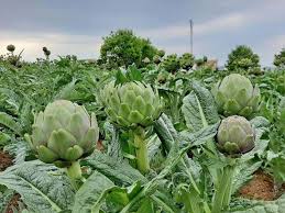 Ngoài hoa, lá atiso có tác dụng gì với sức khỏe?