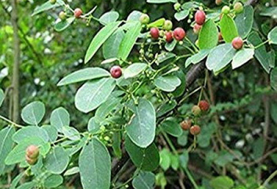 Những bài thuốc hay chữa bệnh từ lá cây phèn đen