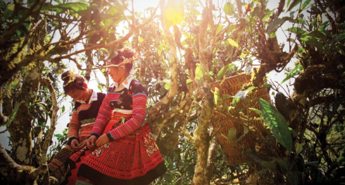 Phải lòng hương chè cổ Tà Xùa