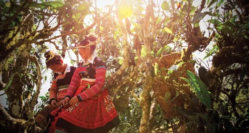 Phải lòng hương chè cổ Tà Xùa