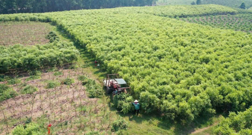 Trồng tràm để làm tinh dầu - mô hình mới nhiều triển vọng tại Hà Tĩnh