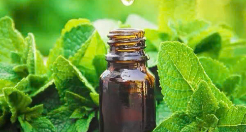 Tác dụng của tinh dầu bạc hà và các bước chưng cất đơn giản tại nhà