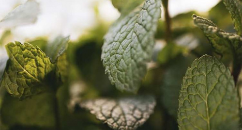 Tinh dầu bạc hà có thể làm giảm các triệu chứng của bệnh Alzheimer