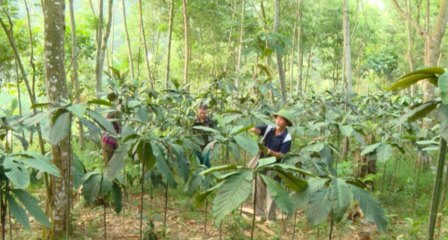 Quy định mới về trồng dược liệu trong rừng