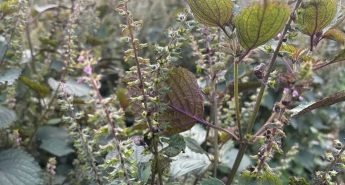 Mô phân sinh – Nền tảng sinh học cho ứng dụng công nghệ mới trong sản xuất tinh dầu tự nhiên