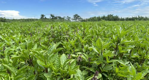 Chào năm mới 2026: Tinh dầu tự nhiên Việt Nam vươn tầm giá trị toàn cầu