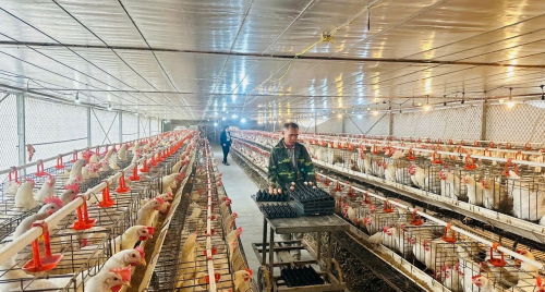 Nuôi gà sinh sản VietGAHP kết hợp thảo dược: Nền tảng sinh học cho chăn nuôi hiện đại và bền vững