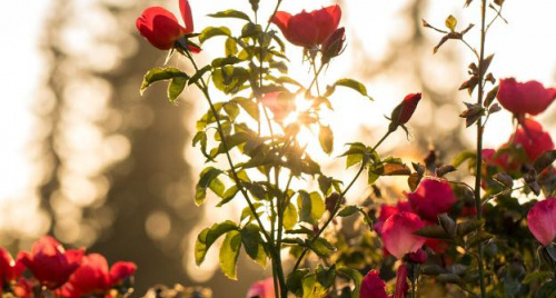 Sở hữu làn da thiên thần nhờ dầu và nước hoa hồng