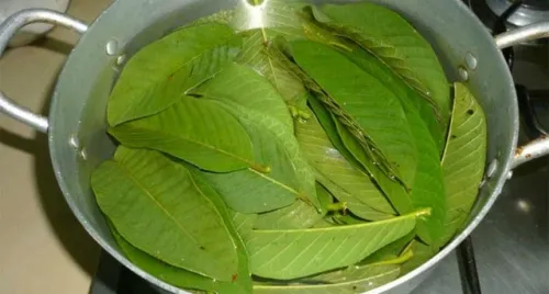 4 cách sử dụng lá ổi giảm rụng tóc