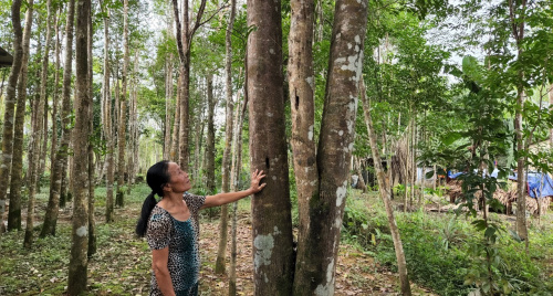 Hương Khê: Nhiều sản phẩm từ cây gió trầm được công nhận đạt chuẩn OCOP 3 sao