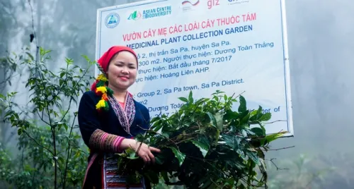 Dược liệu bản địa kết hợp làm du lịch: Hướng đi mới ở Lào Cai