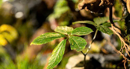 Sâm Ngọc Linh - Nâng tầm dược liệu quốc gia đến sản phẩm giá trị cao