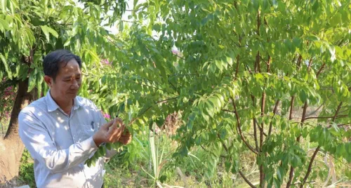 Trồng dược liệu dưới tán cây lâu năm mang lại sinh kế bền vững cho người dân