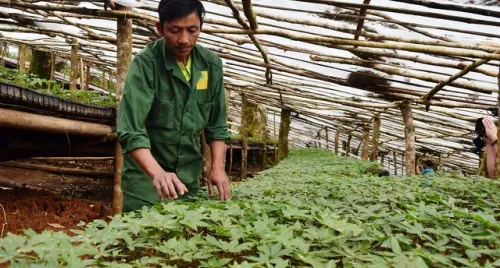 Vùng trồng dược liệu ở miền núi: Thực trạng sản xuất và những nút thắt cần gỡ