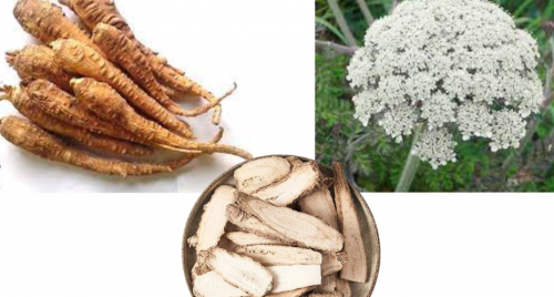 5 bài thuốc dưỡng nhan từ bạch chỉ