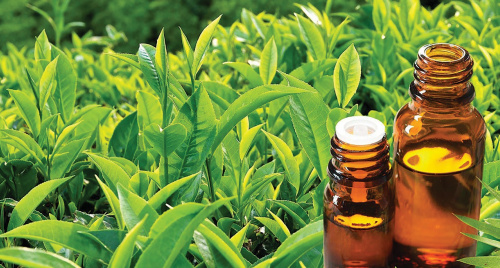 Tinh dầu trà xanh - Hương dịu của thiên nhiên trong lối sống cân bằng