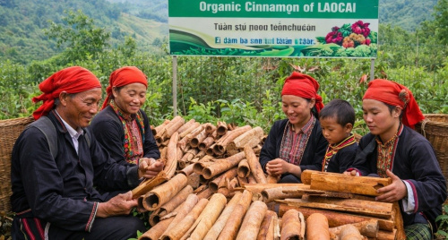 Phát triển cây quế: Tầm nhìn xa của người Dao Lào Cai