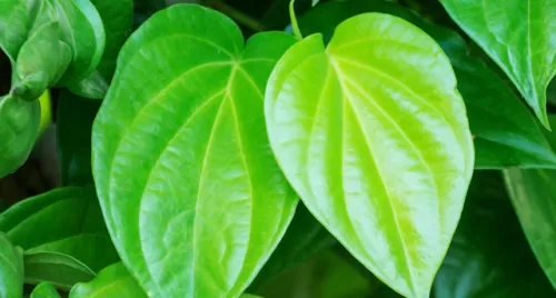 Tinh dầu trầu không – Chiết xuất thiên nhiên lành tính với công dụng kháng khuẩn