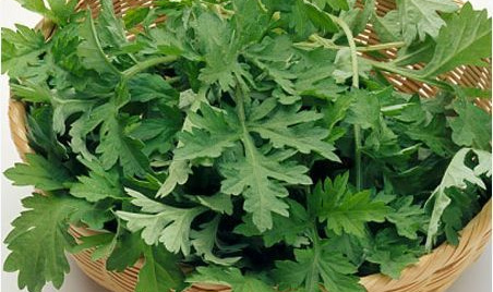 3 cách sử dụng ngải cứu làm sáng da hiệu quả tại nhà