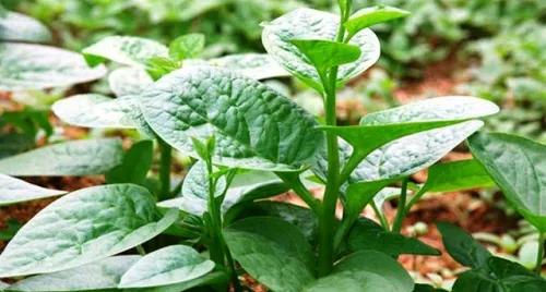 Cách dùng rau mồng tơi chữa lành da mụn trứng cá